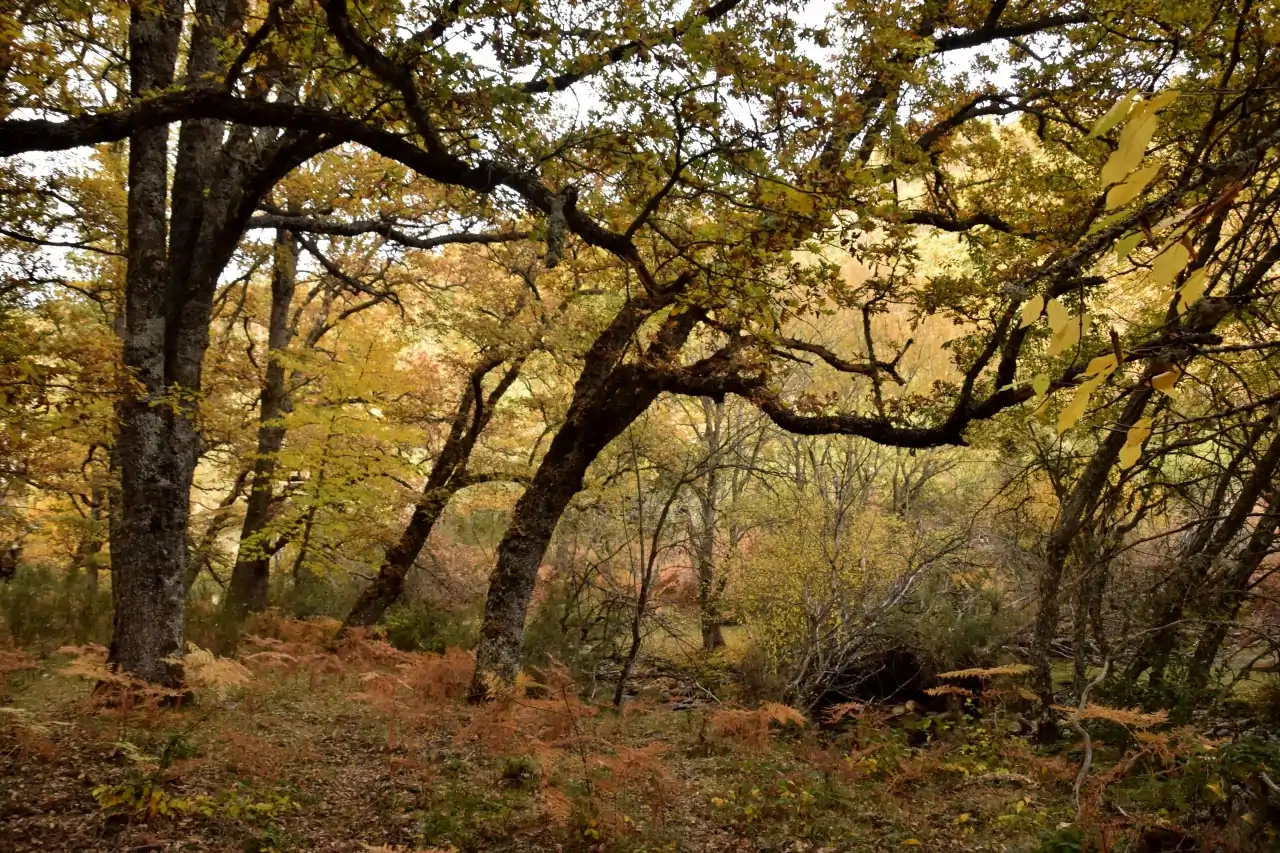 Hayedo de Montejo (Madrid): Belleza en la Tranquilidad